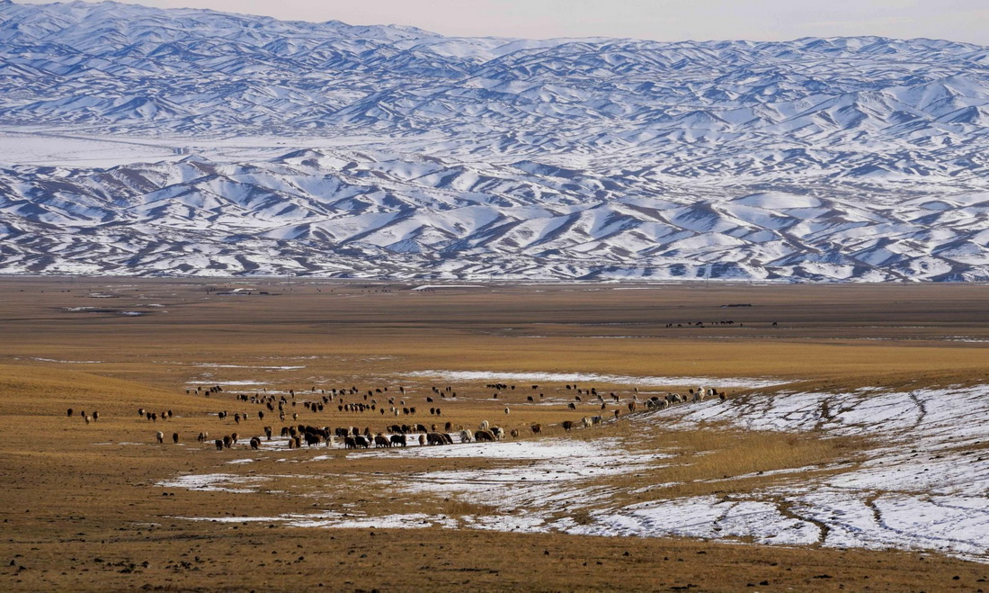 羊群在新疆裕民縣巴爾魯克山冬季牧場覓食（2022年11月4日攝）。新華社發（陳雙喜 攝）