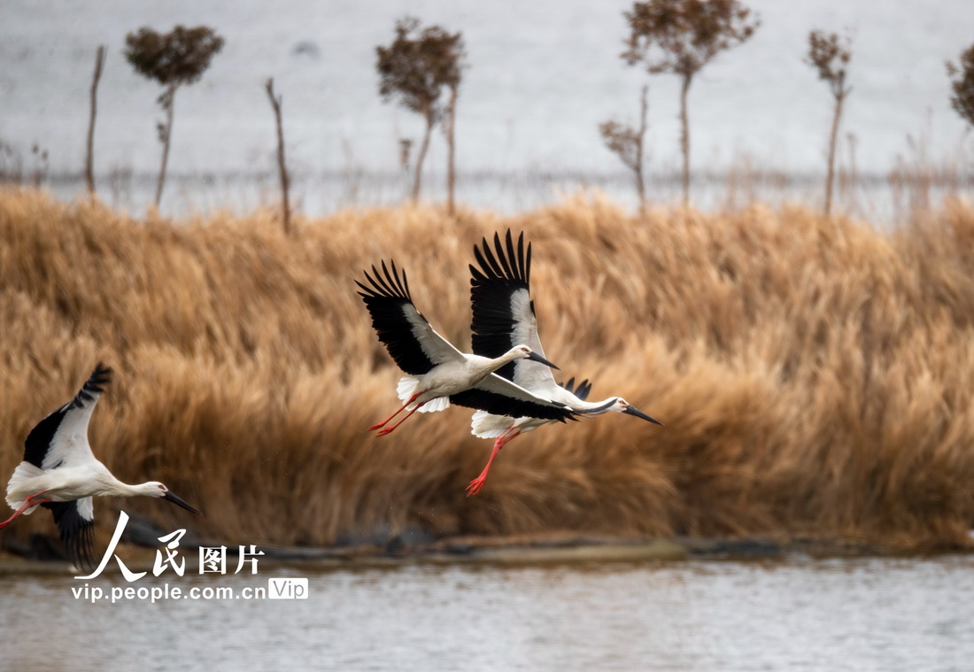 2023年2月10日，江蘇東台條子泥濕地，東方白鸛在濕地飛翔。