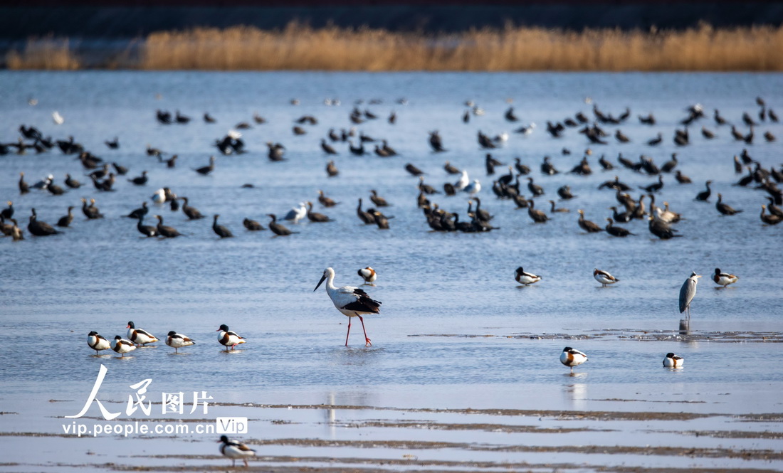 2023年2月10日，江蘇東台條子泥濕地，大批遷徙候鳥在海濱棲息覓食。