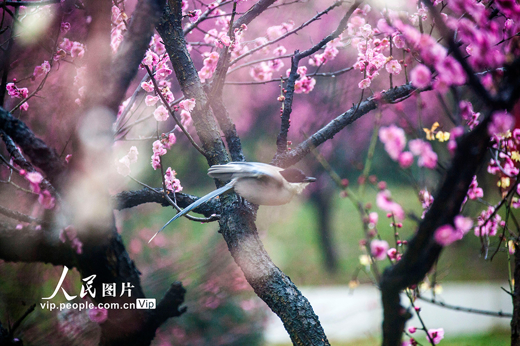 江蘇南京：鳥語花香春意濃【4】