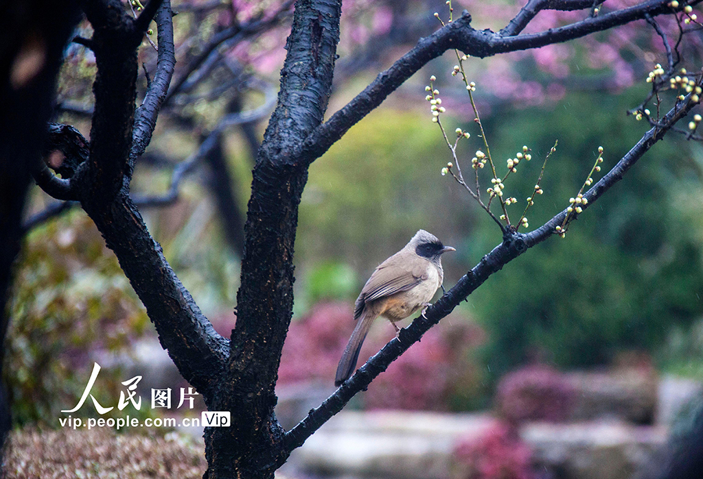 江蘇南京：鳥語花香春意濃【8】