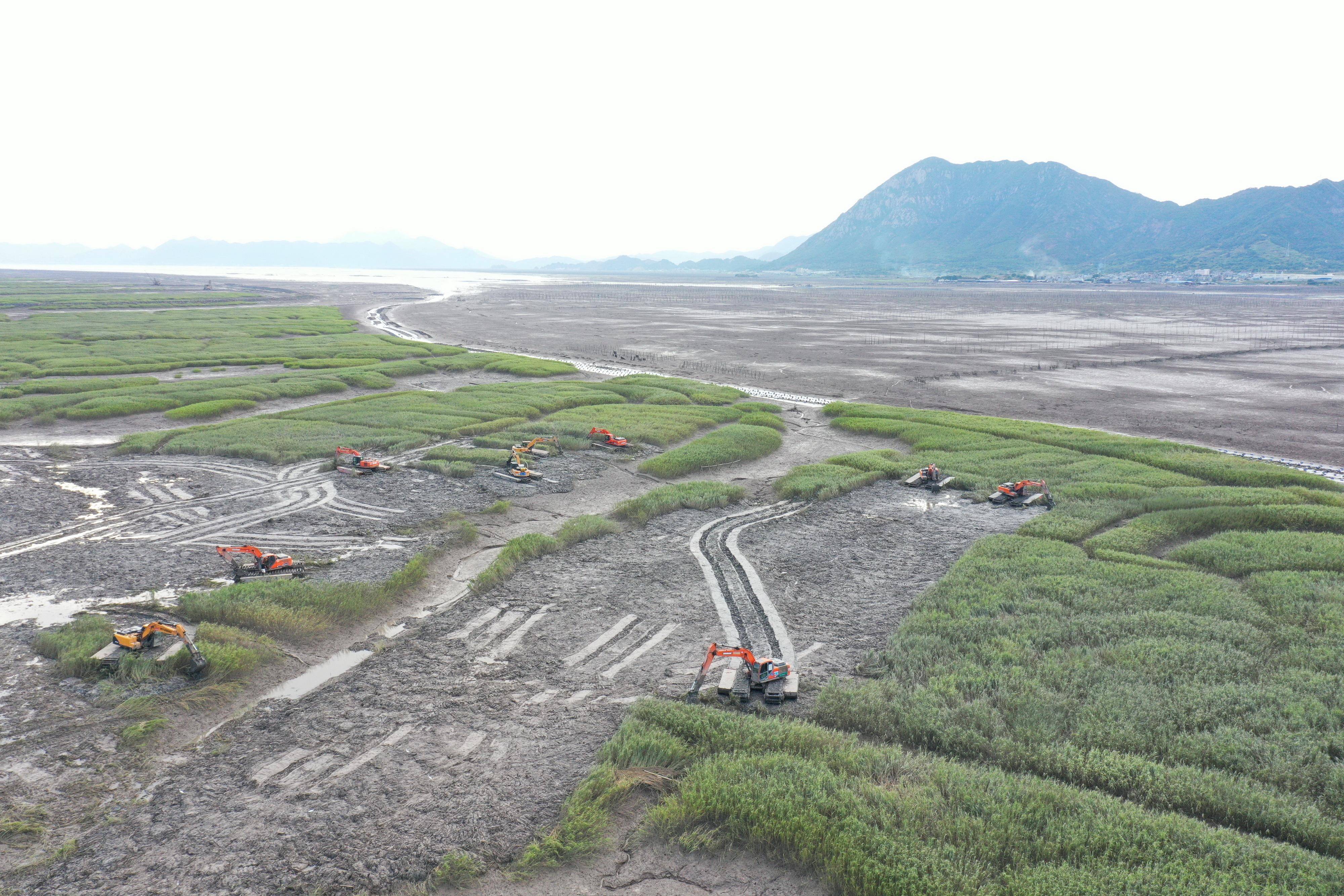挖掘机在宁德市霞浦县长春镇附近的滩涂上清理互花米草（无人机照片，2022年8月26日摄）。