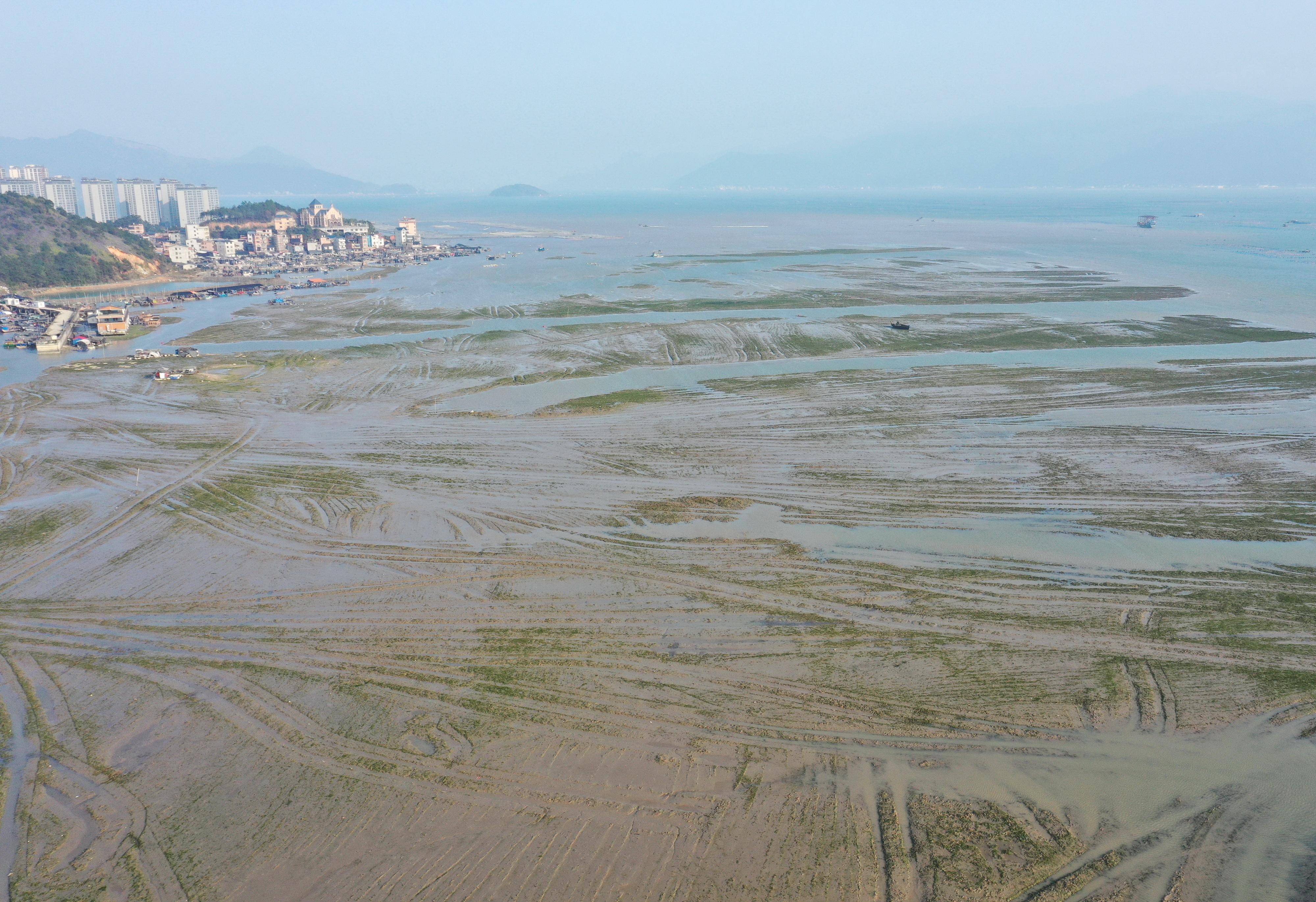 这是2023年2月15日在宁德市蕉城区漳湾镇附近拍摄的互花米草整治后的滩涂（无人机照片）。