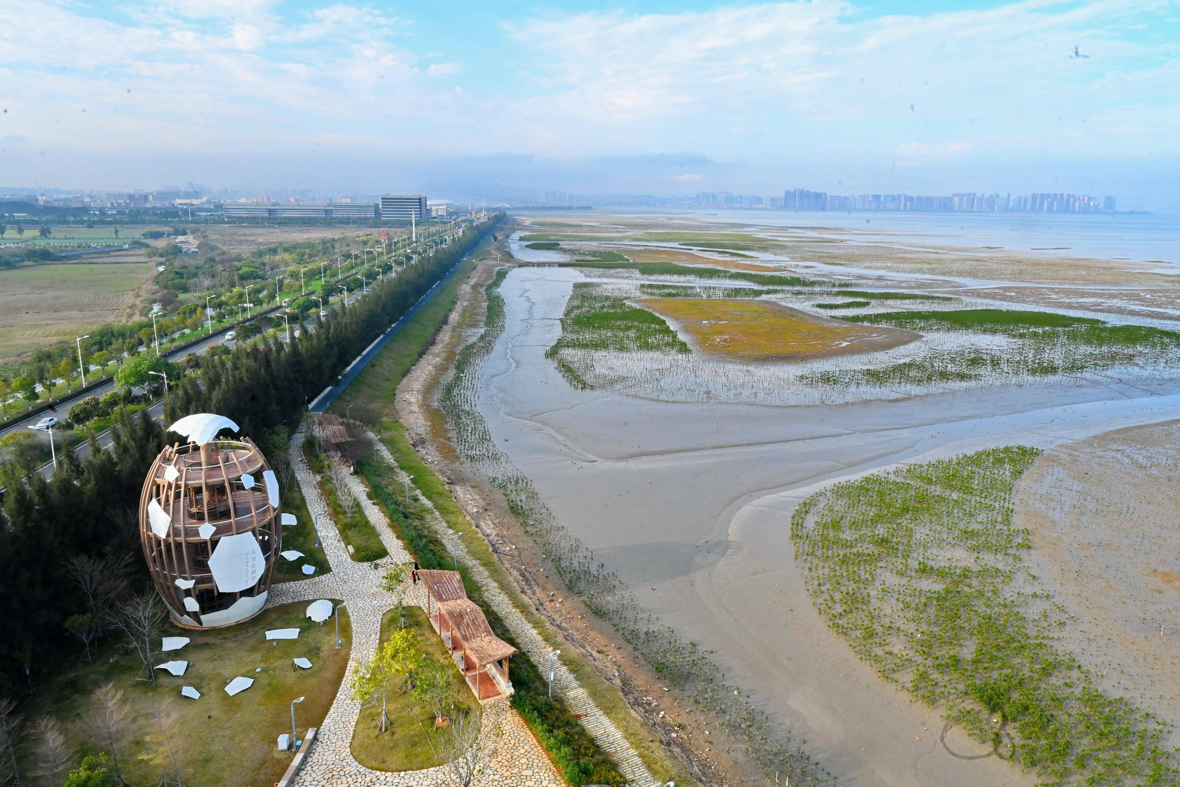 位于晋江市的泉州湾河口湿地在进行大面积互花米草除治后，开展了红树林生态修复、鸟类栖息地营造、海岸生态化改造等工作（2023年2月9日摄）。