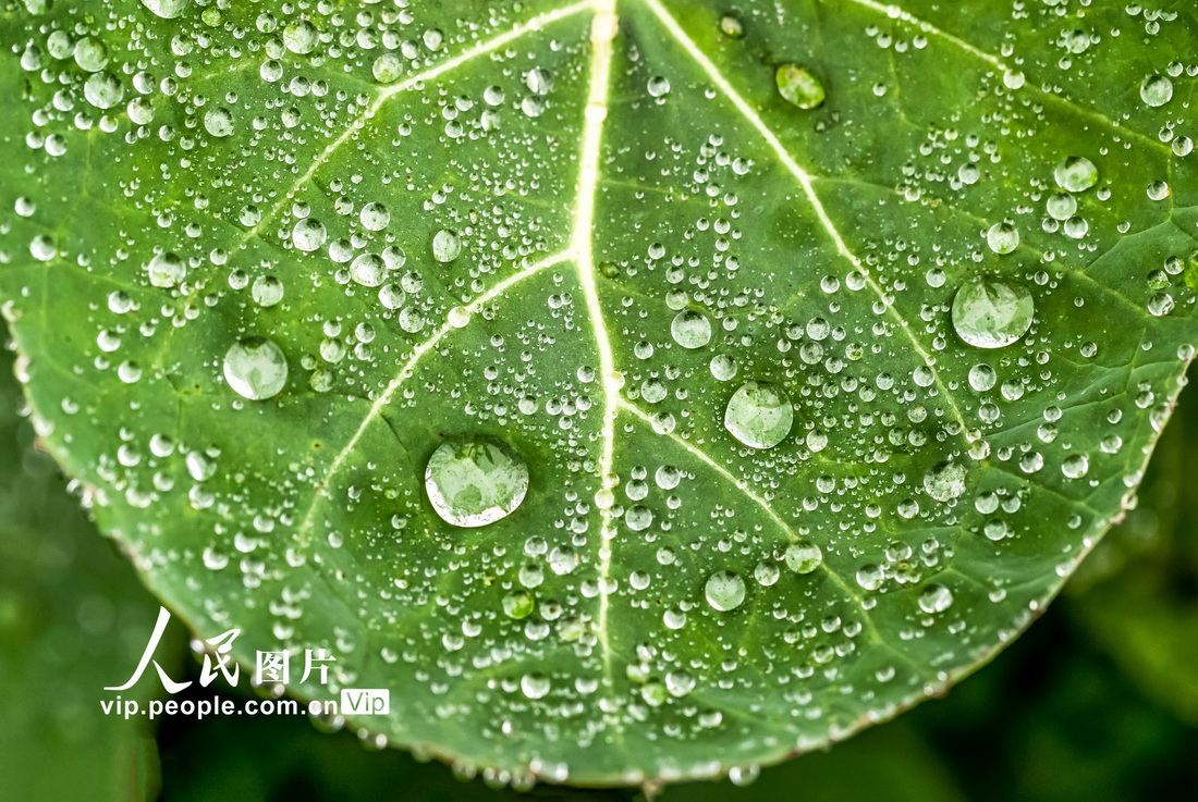 2023年2月18日，重庆市南川区东城街道三秀社区菜叶上的雨珠。