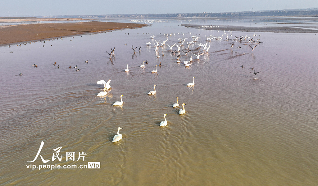 河南靈寶：黃河岸邊 群鳥飛翔
