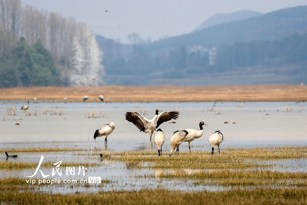贵州威宁：鹤舞草海