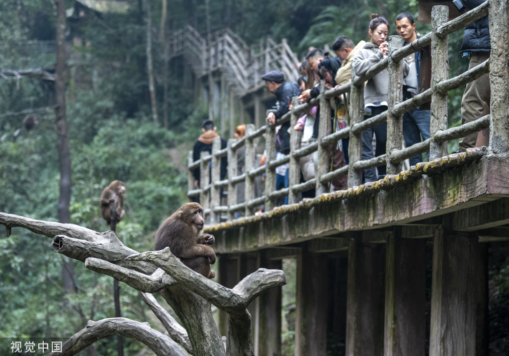 峨眉山景区推进“人猴分离”管理 减少猴群伤人事件发生