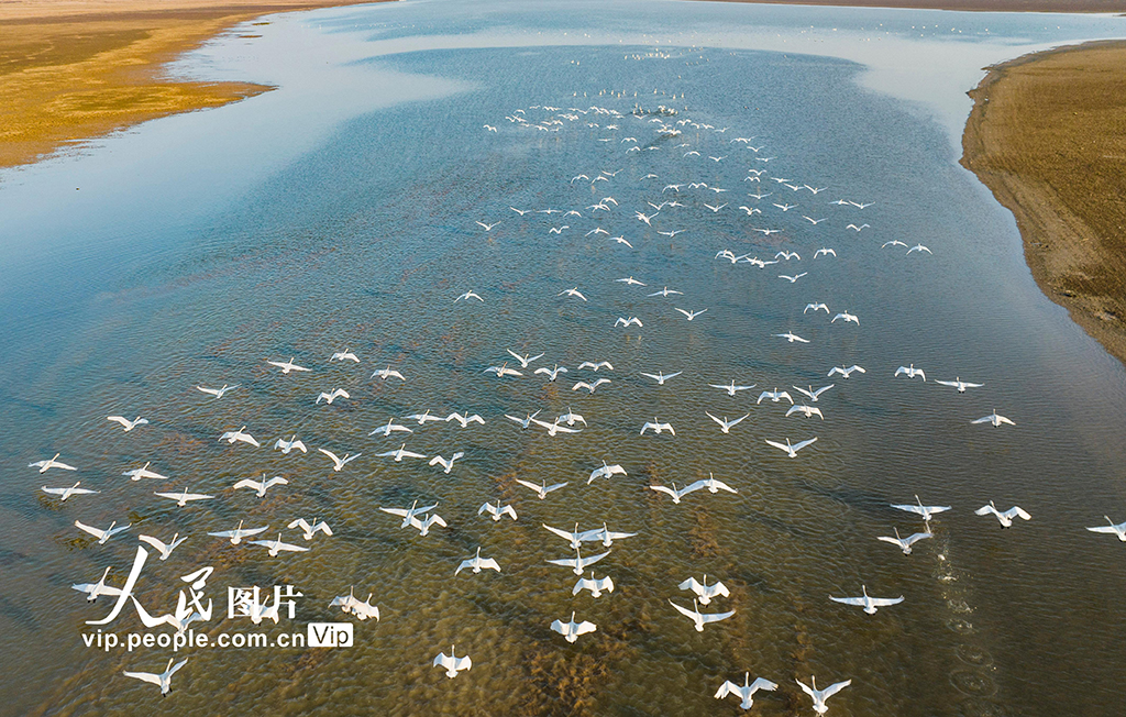 江西鄱阳湖：湿地天鹅舞翩翩