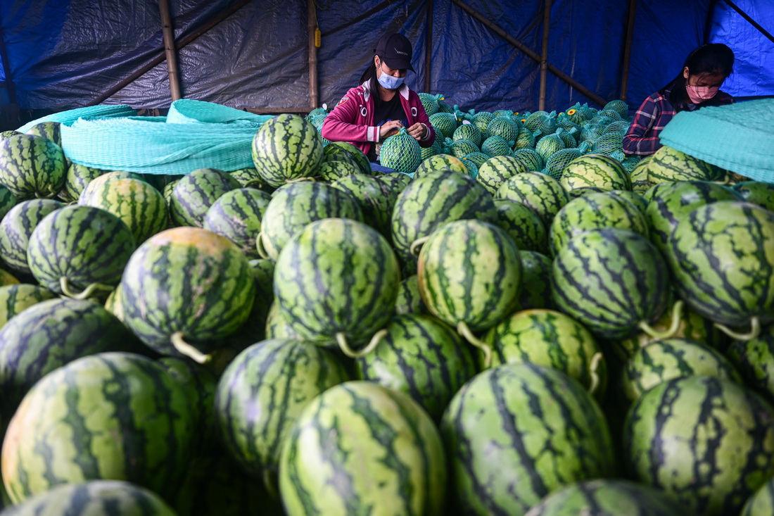 农户在海南省儋州市中和镇打包采收的麒麟西瓜（2月24日摄）。