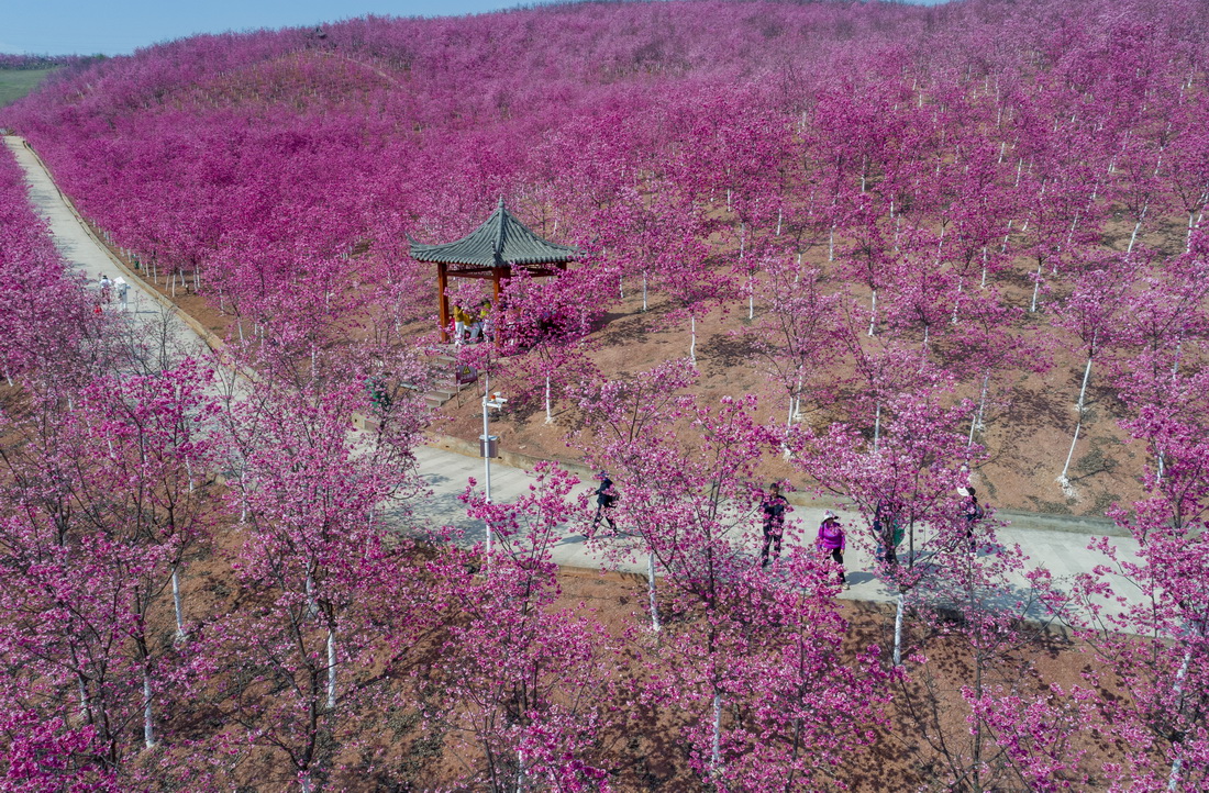 3月1日，游客在宜良县山后樱花谷观光游览（无人机照片）。
