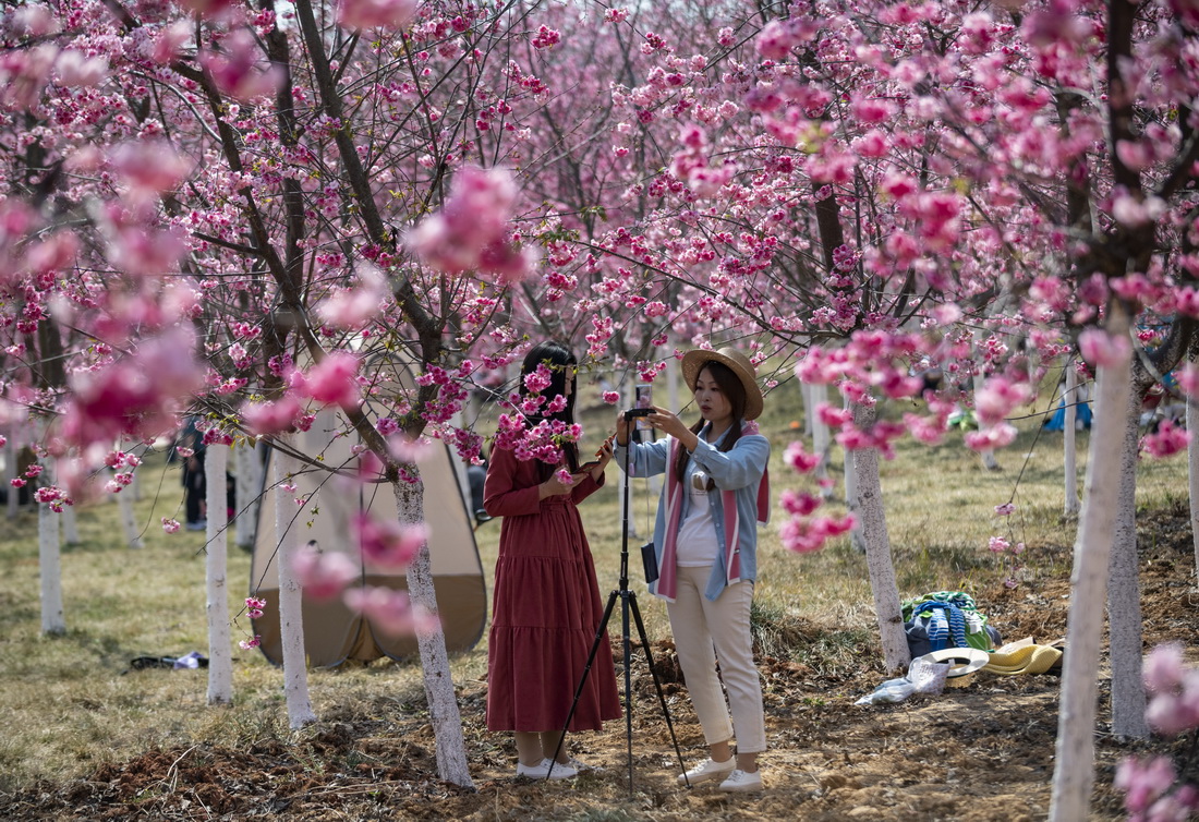 3月1日，两名游客在宜良县山后樱花谷观光直播。