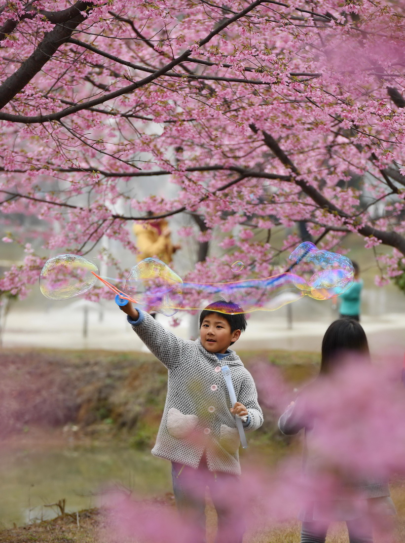 3月4日，小朋友在常寧市羅橋鎮櫻花園內玩耍。