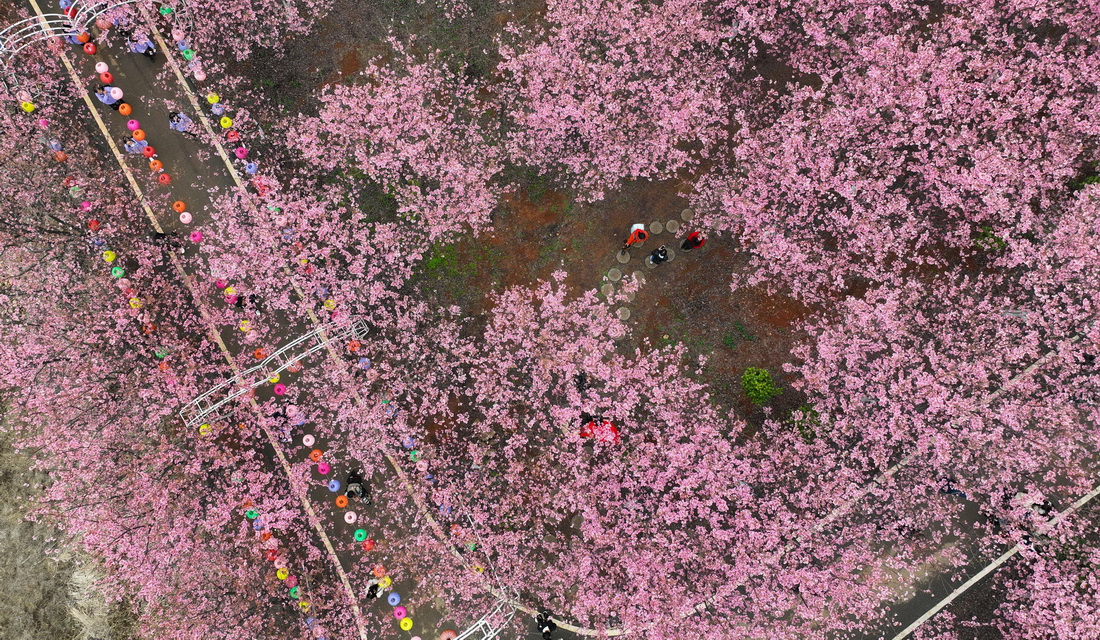3月4日，游人在常寧市羅橋鎮櫻花園內觀賞櫻花（無人機照片）。