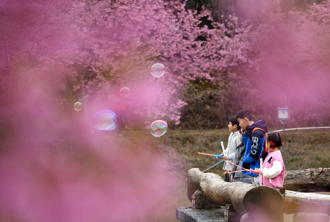 3月4日，小朋友在常寧市羅橋鎮櫻花園內玩耍。