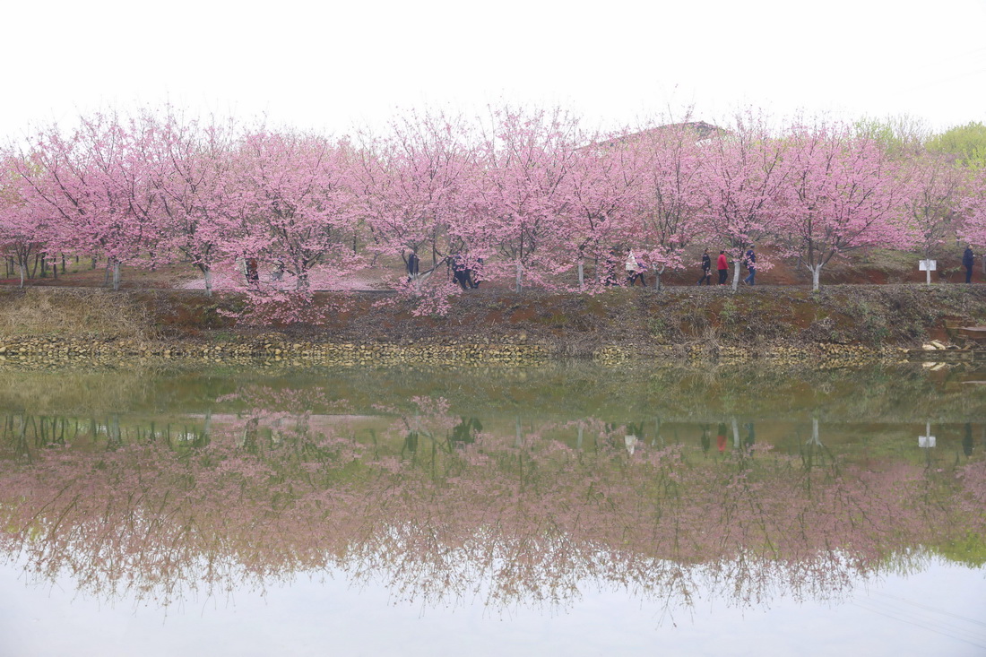 3月4日，游人在常寧市羅橋鎮櫻花園內觀賞櫻花。