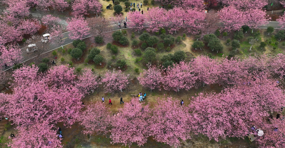 3月4日，游人在常寧市羅橋鎮櫻花園內觀賞櫻花（無人機照片）。
