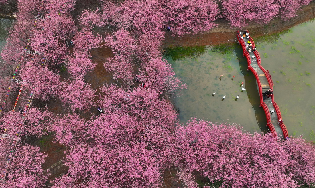 3月4日拍攝的常寧市羅橋鎮櫻花園一角（無人機照片）。