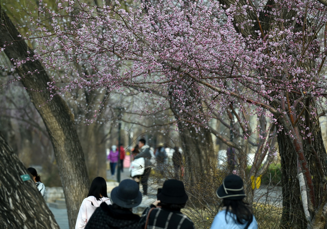 3月8日，游客在北京玉渊潭公园赏花。