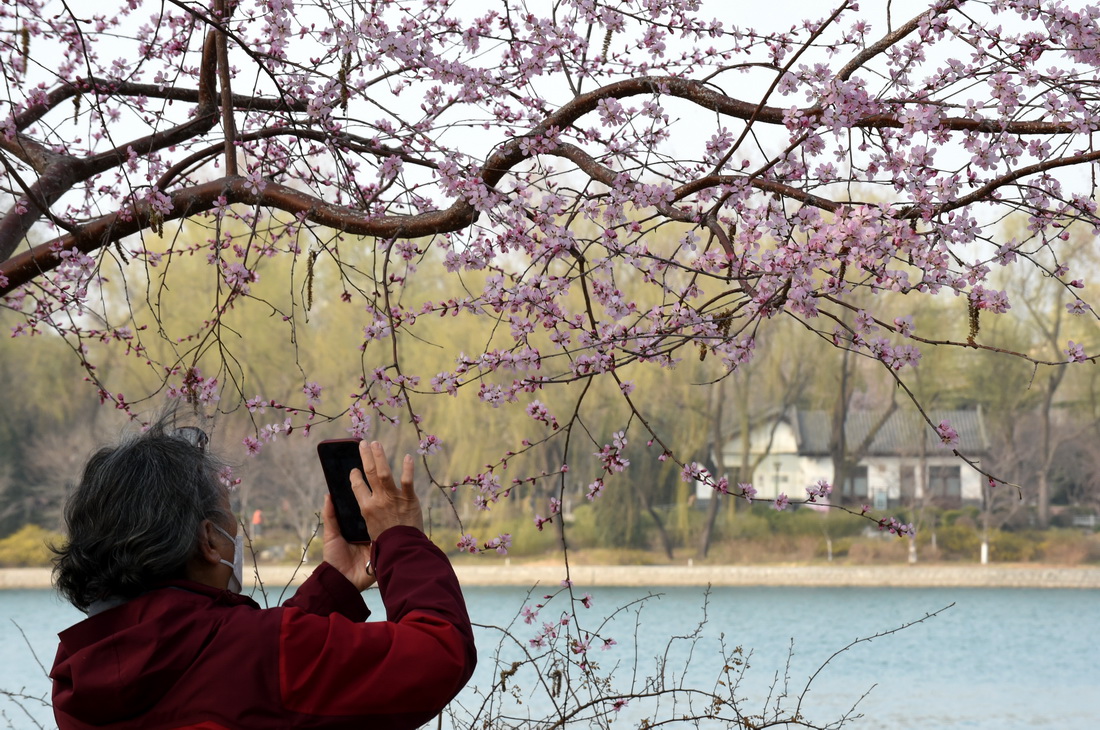 3月8日，一名游客在北京玉渊潭公园拍摄盛开的山桃花。