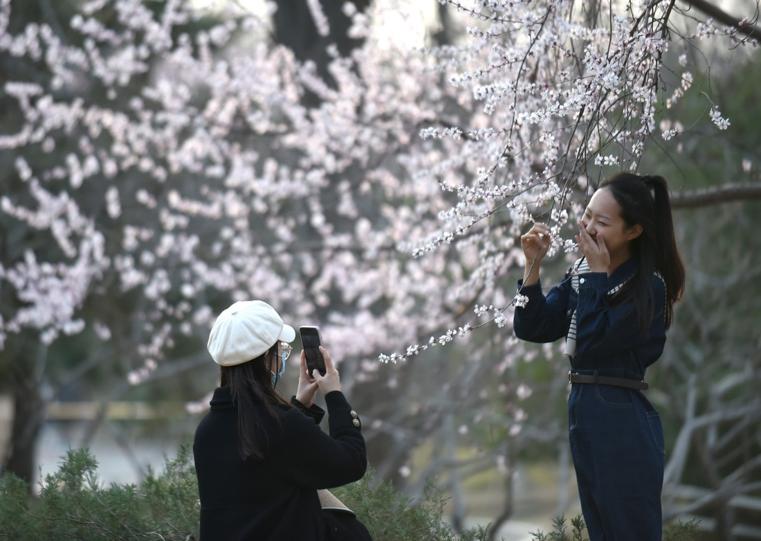 3月8日，游客在北京玉渊潭公园赏花留影。