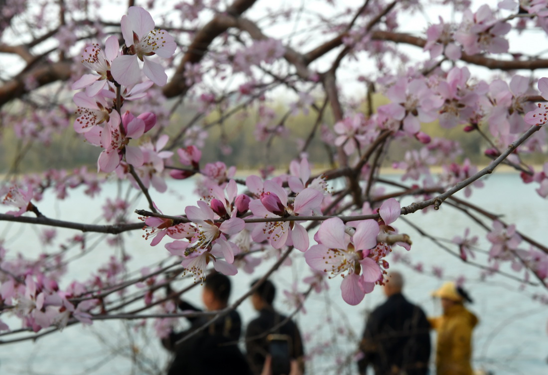 3月8日在北京玉渊潭公园拍摄的山桃花。