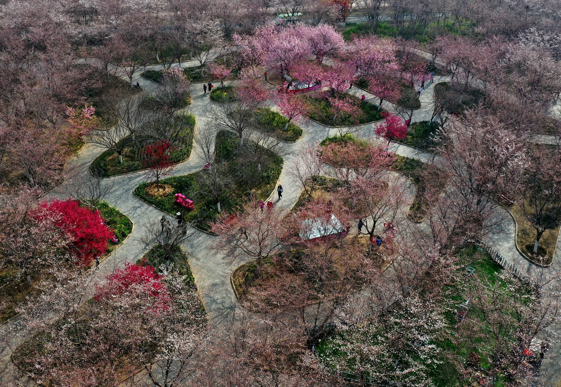 这是3月10日拍摄的荥阳市古柏渡丰乐樱花园（无人机照片）。