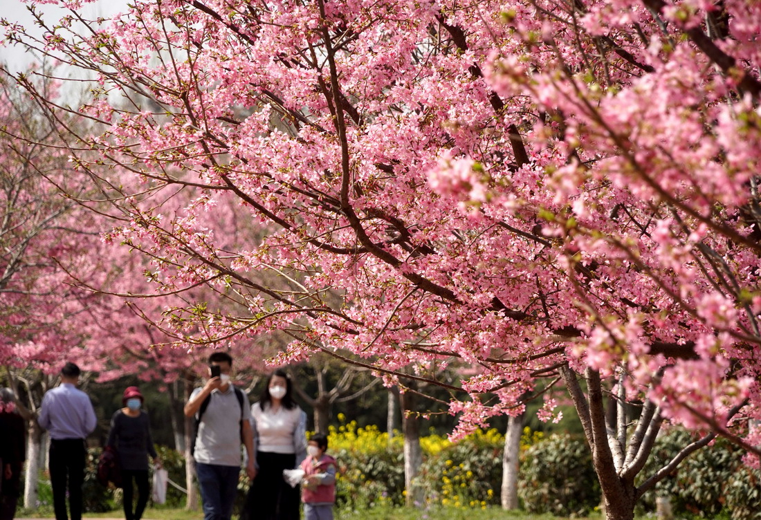 3月10日，市民在荥阳市古柏渡丰乐樱花园内赏花游玩。