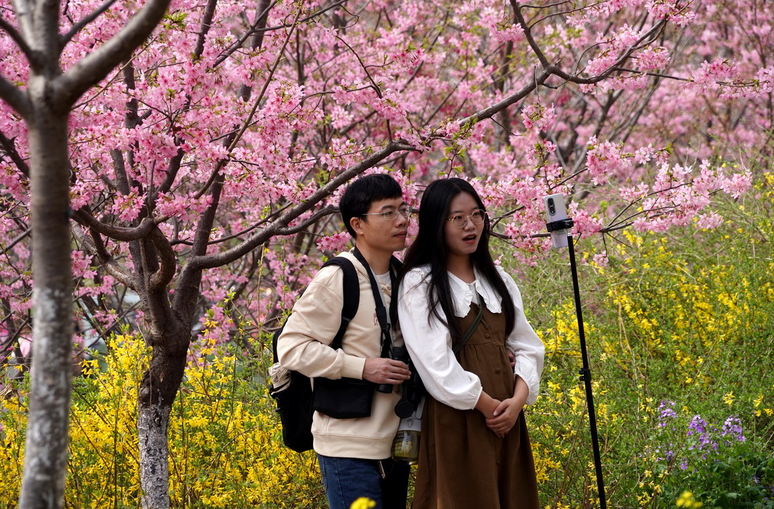 3月10日，市民在荥阳市古柏渡丰乐樱花园内拍摄视频。