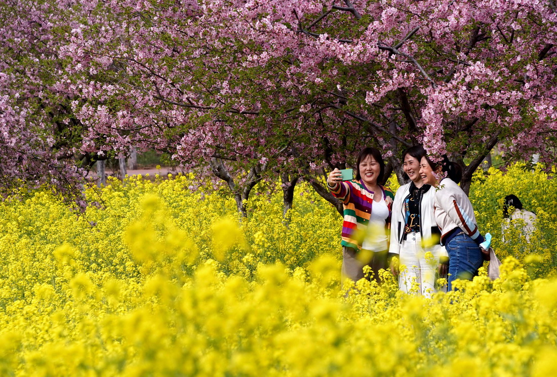 3月10日，市民在荥阳市古柏渡丰乐樱花园内拍照。
