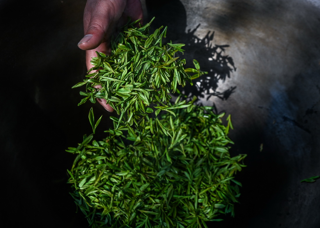 3月13日，龍井村茶農在手工炒制西湖龍井“明前茶”。