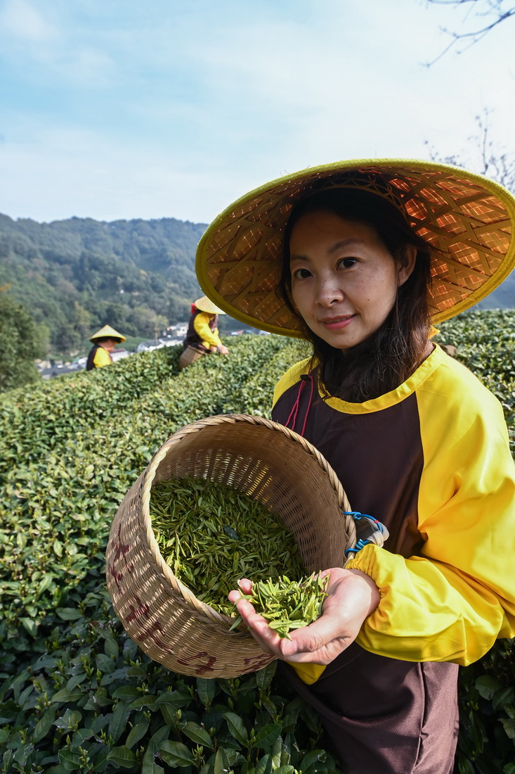 3月13日，龍井村的茶農徐雅軍在展示剛剛採摘的西湖龍井鮮葉。