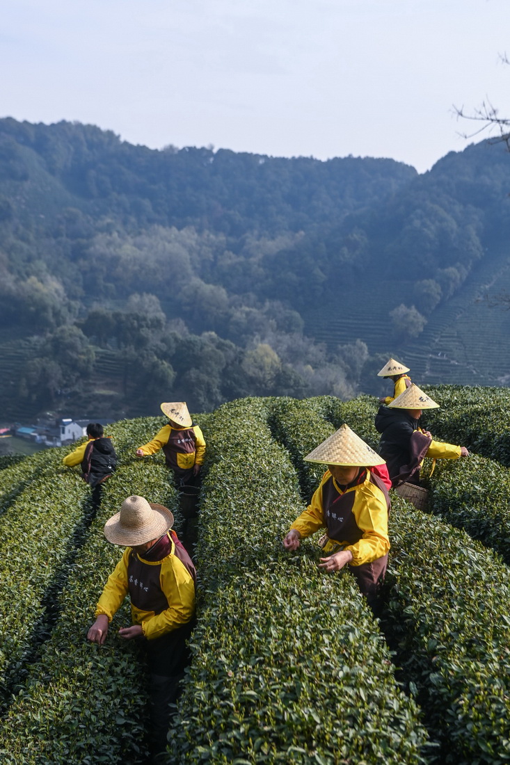 3月13日，龍井村的茶農在採摘西湖龍井“明前茶”。