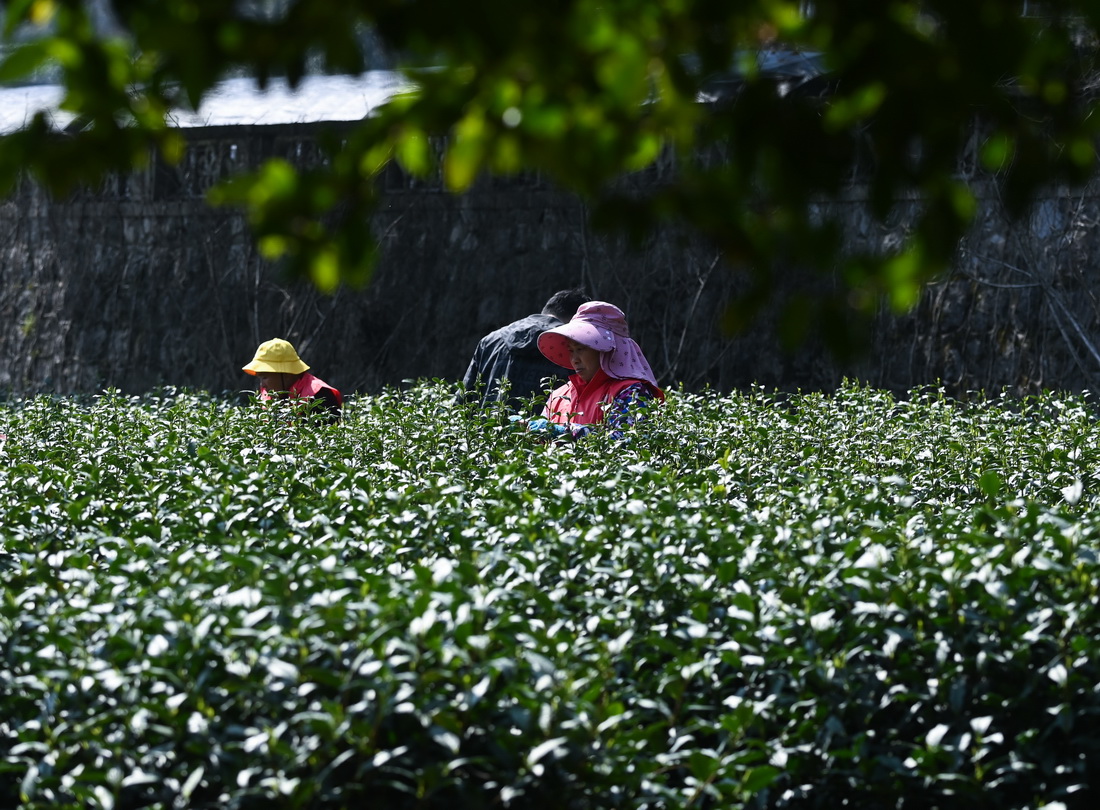 3月13日，梅家塢村的茶農在採摘西湖龍井“明前茶”。
