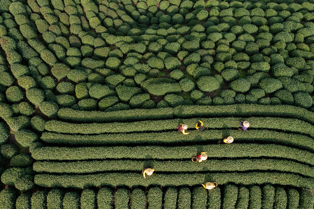 3月13日，龍井村的茶農在採摘西湖龍井“明前茶”（無人機照片）。