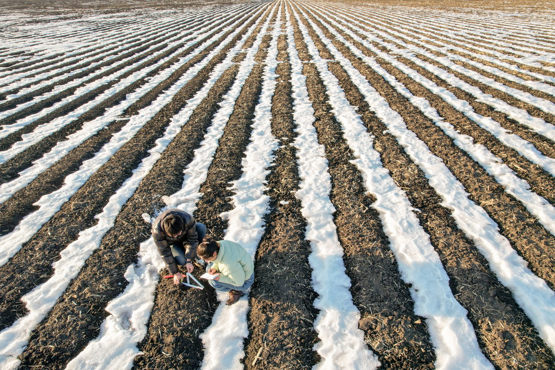 3月14日，在北大荒集团建设农场有限公司农业科技园区试验田，孙凡红（右）与同事一起查看融雪期土壤融化深度情况（无人机照片）。