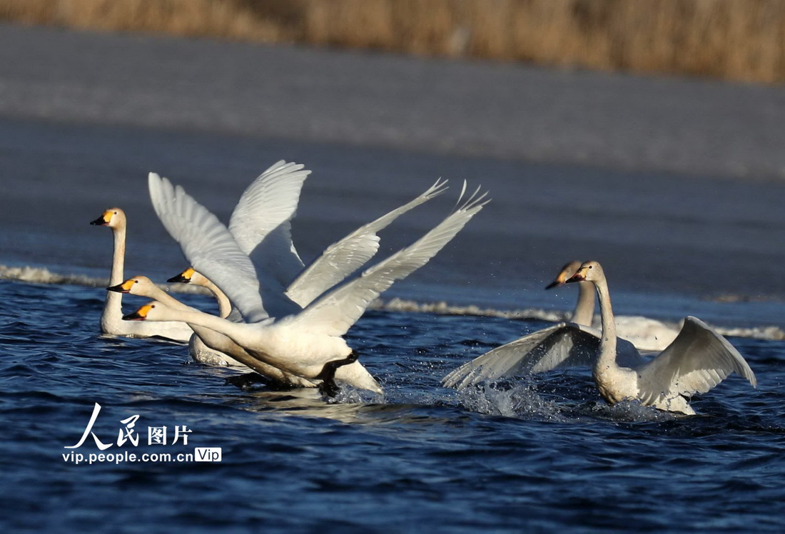 2023年3月15日，迁徙天鹅欢飞在内蒙古集宁庙湾湖。