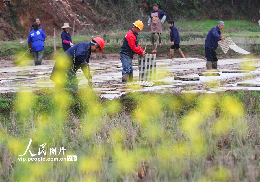 3月18日，湖南省衡阳市衡山县白果镇棠兴村，当地村民在田间开展早稻育秧工作。