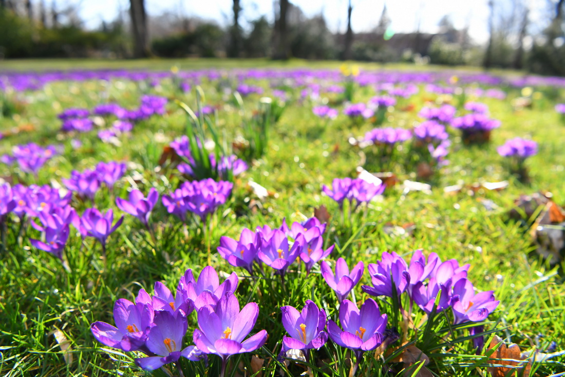 这是3月18日在德国柏林布里茨花园拍摄的盛开的鲜花。新华社记者 任鹏飞 摄