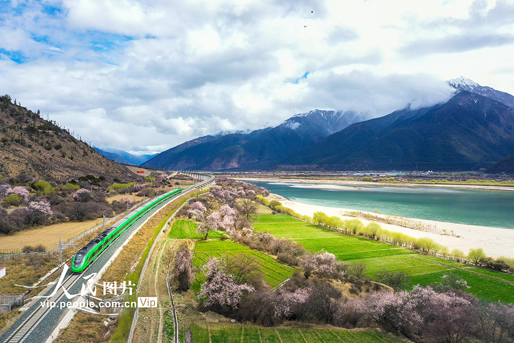 西藏林芝：雪域高原列車穿越花海【4】