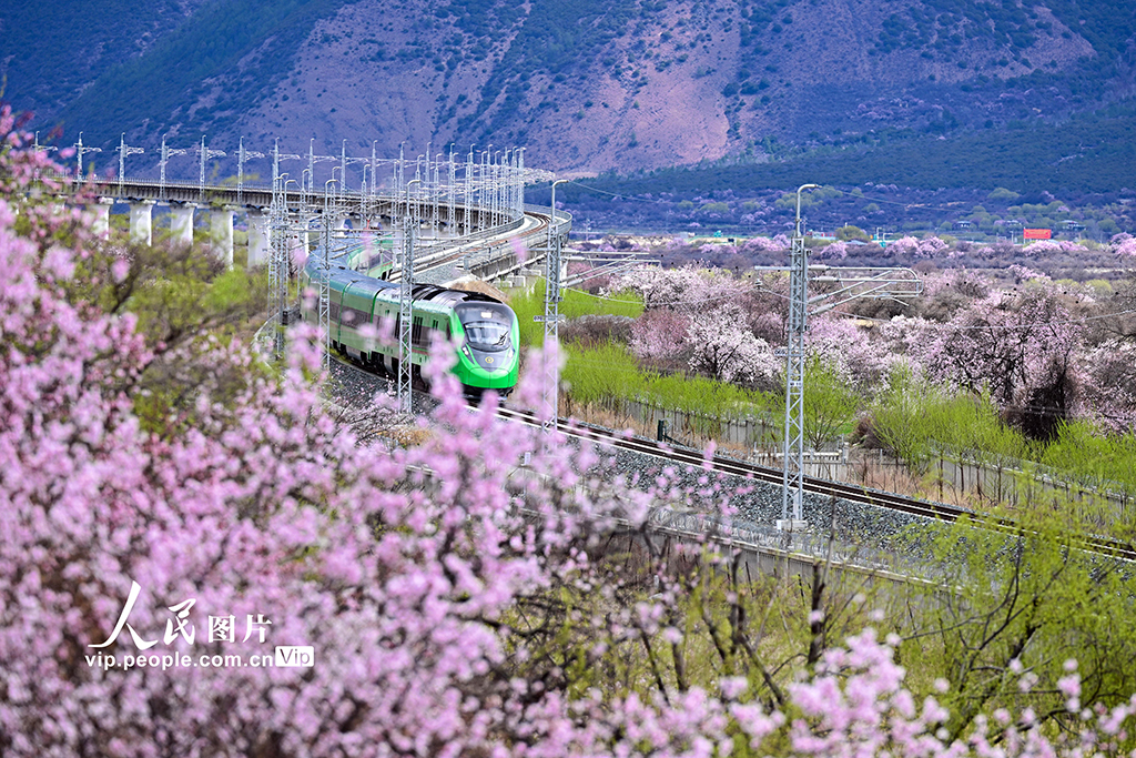 西藏林芝：雪域高原列車穿越花海【2】