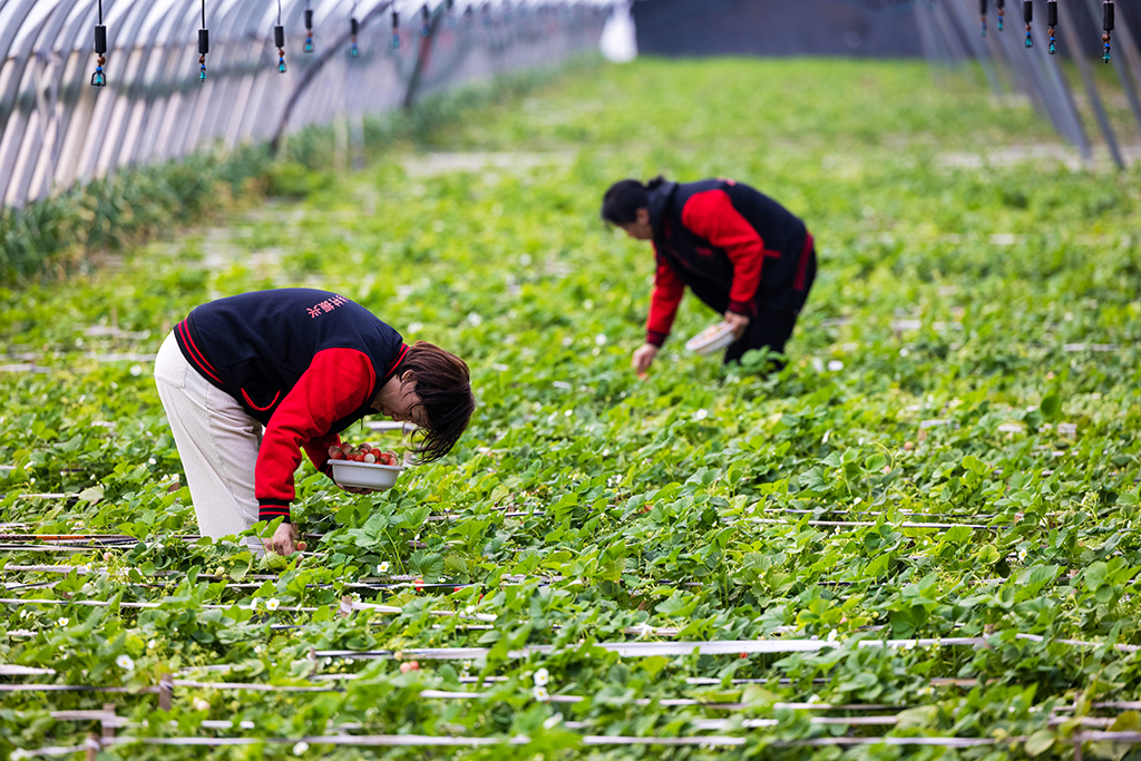 山東濟南：發展草莓產業 助力鄉村振興