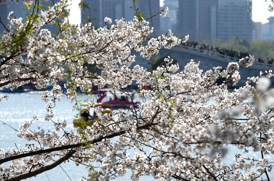 3月26日在北京玉渊潭公园拍摄的景色。