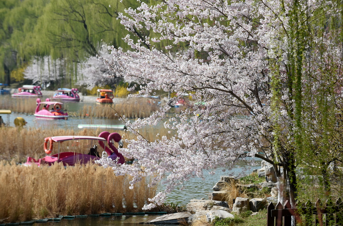 3月26日，游客在北京玉淵潭公園乘坐游船。