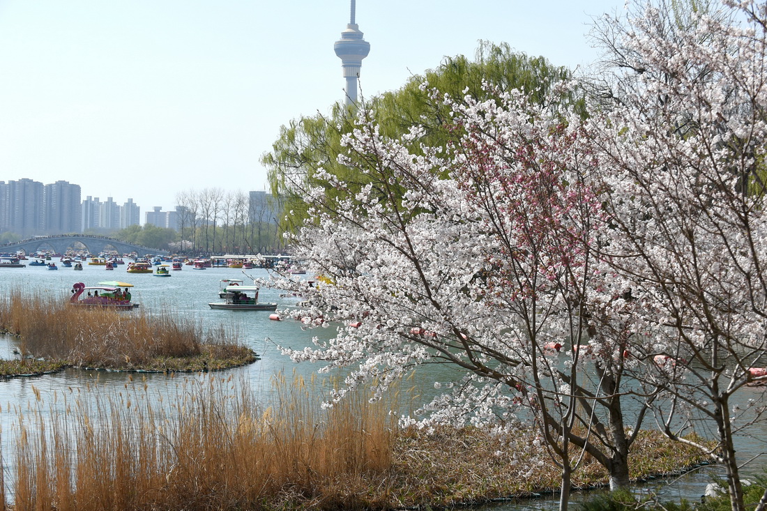 3月26日，游客在北京玉淵潭公園乘坐游船。