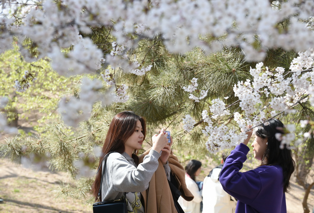 3月26日，游客在北京玉淵潭公園賞花留影。