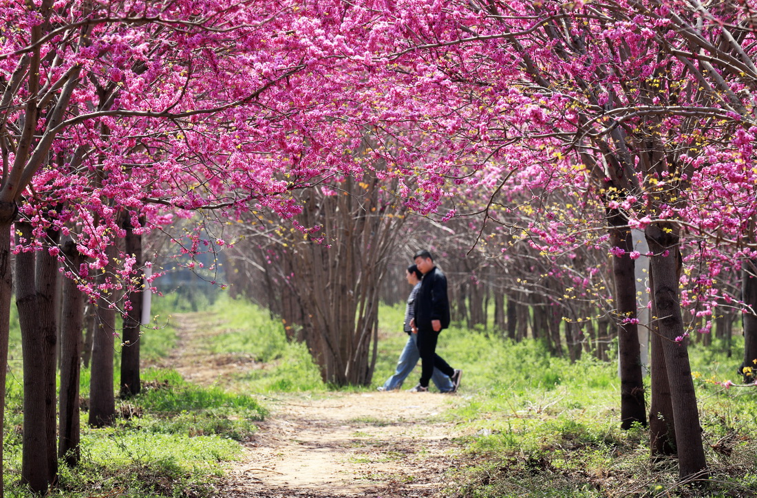 3月27日，游人在许昌市建安区小召乡的紫荆花海中游玩。