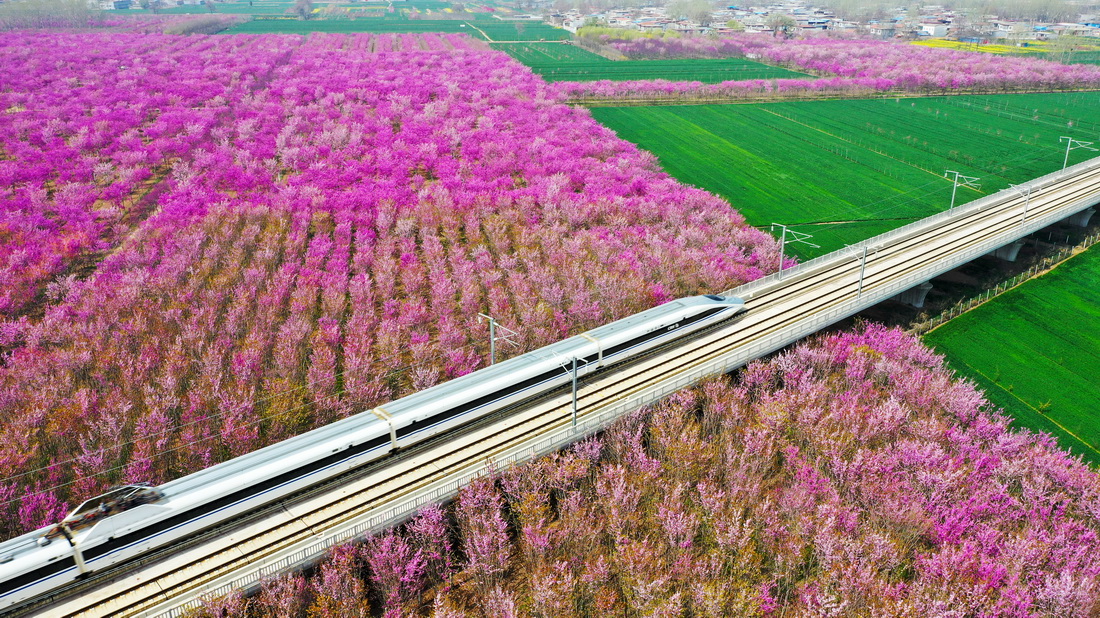 3月27日，高铁列车从许昌市建安区小召乡紫荆花海中驶过（无人机照片）。