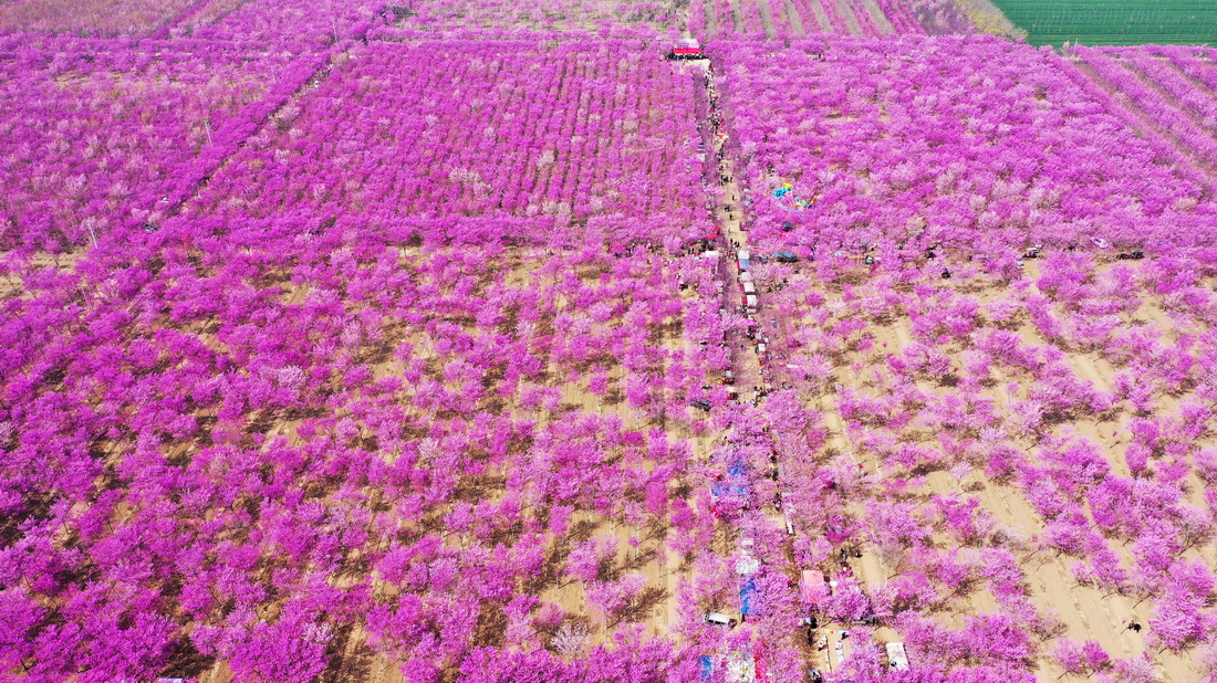 3月27日拍摄的许昌市建安区小召乡的紫荆花海（无人机照片）。