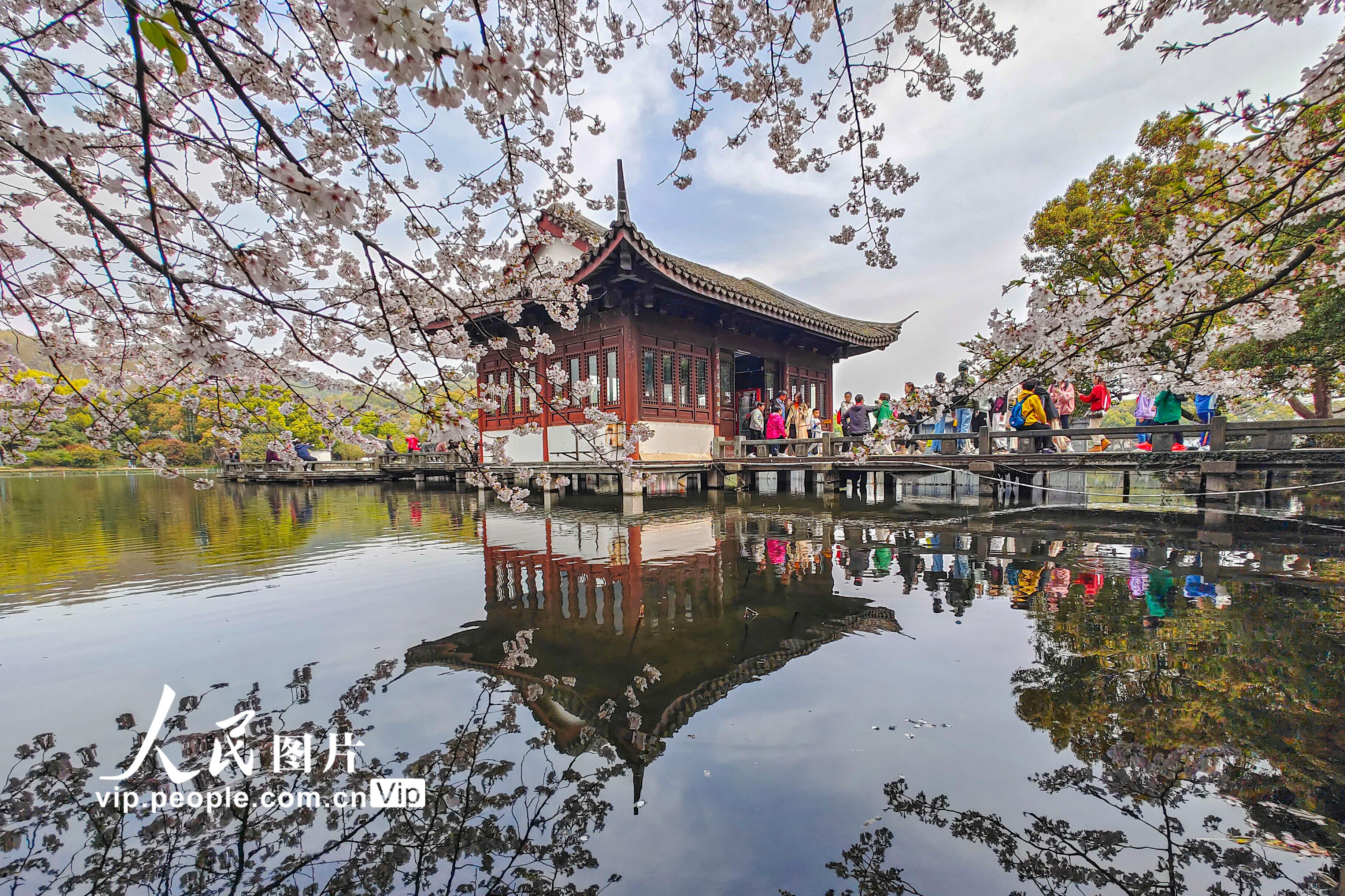2023年3月27日，浙江杭州曲院风荷，游客欣赏盛开的樱花。